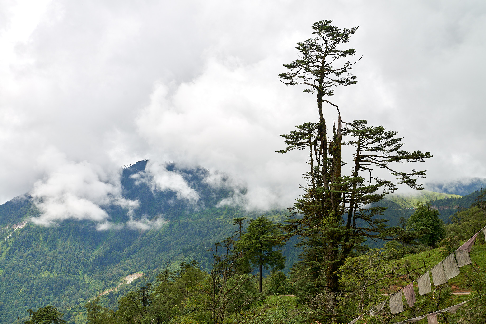 20170806 110 Gangtey